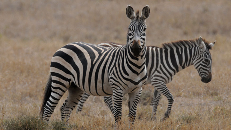 TOURIST VISA KENYA